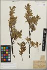 Foto von Salix kitaibeliana Willd. x Salix phylicifolia L.